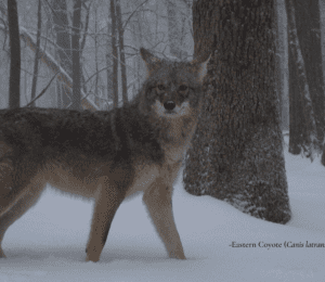 The Forest in Winter: The Rise of the Eastern Coyote