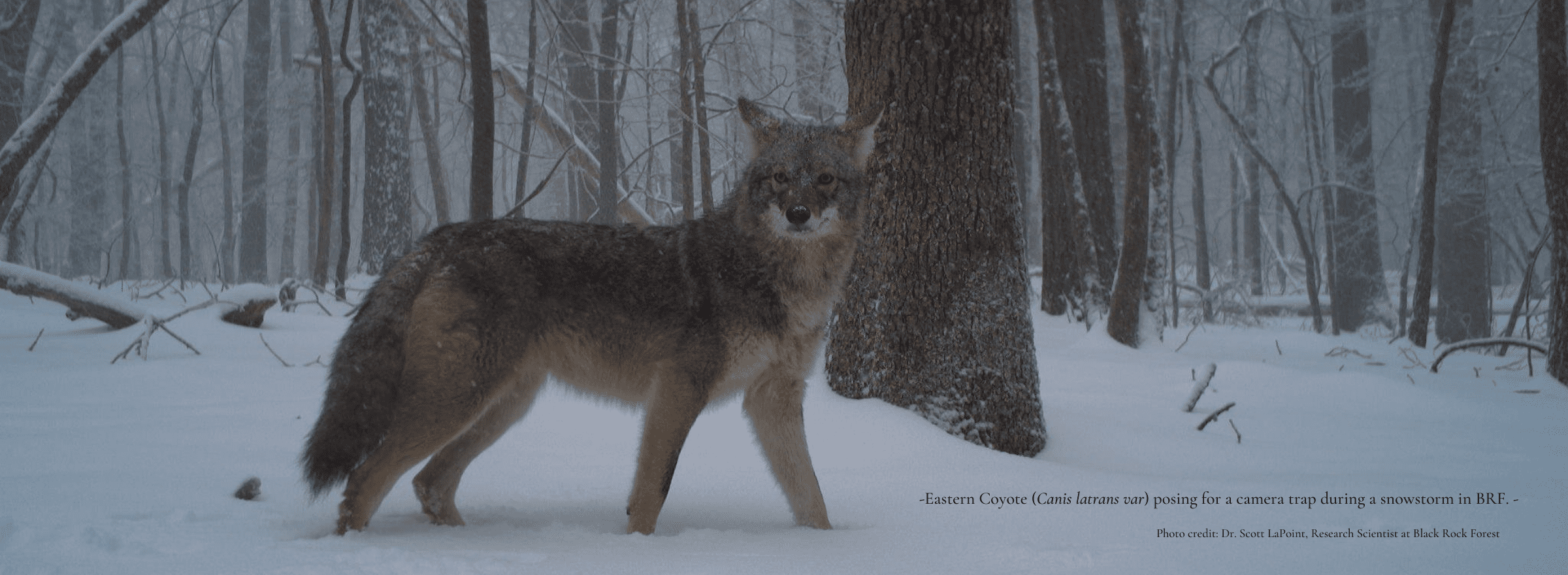 Cantimplora Militar Trekking Outdoor Coyote ASTR